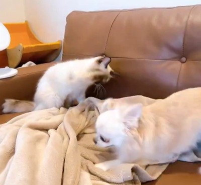 花ちゃんはリリちゃんが苦手