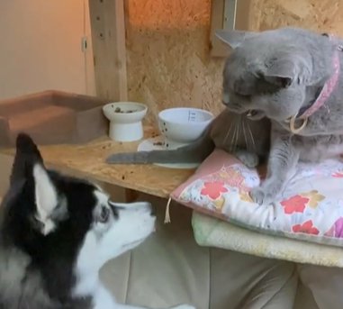 猫に威嚇されるシベリアンハスキー