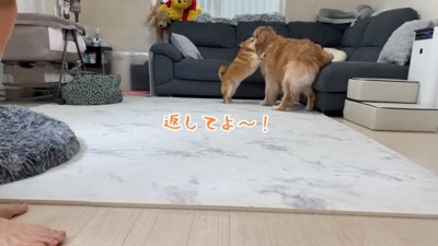 おからちゃんに怒るうにちゃん