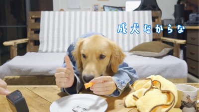 ニンジンを食べる犬