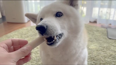 飼い主からおやつを貰う犬