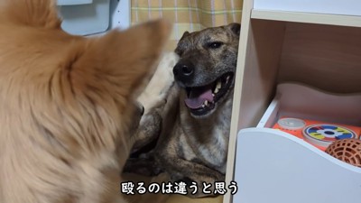 りゅうさんを励ますもかちゃん7