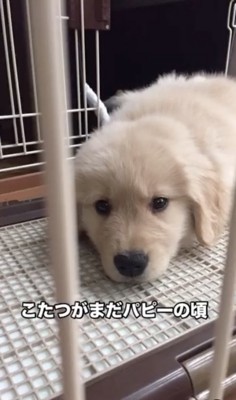 赤ちゃん時代のこたつくん