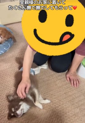 お腹を出して甘える老犬