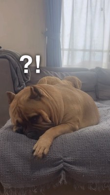 飼い主さんに気づく犬