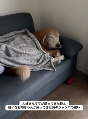 尻尾をブンブンッ