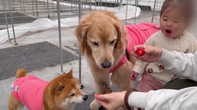 うにくんは気分が乗らない…