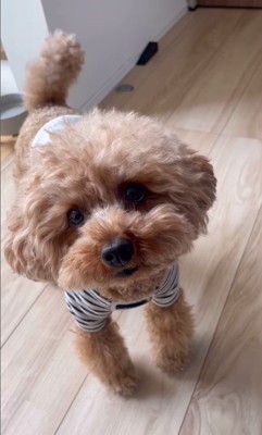 お留守番はイヤなポン太くん3