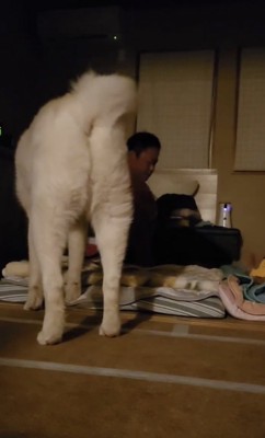 お父さんを起こすことに成功