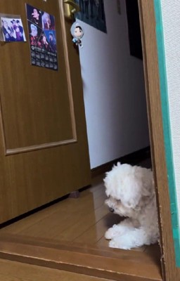 愛犬のアリスちゃんでした