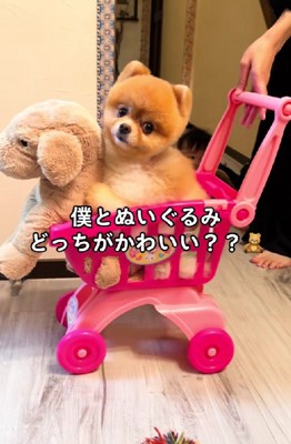 どっちが可愛い？