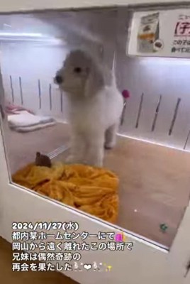 愛犬にそっくりな子犬と出会う