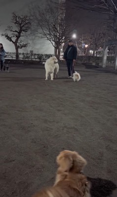 遠吠えを聞いたワンコたちの反応4