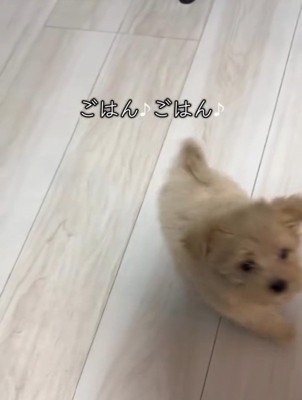 落ち着きがないきびちゃん