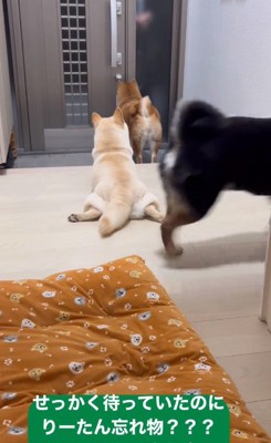 立ち去る黒柴さん