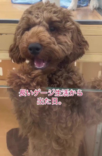 なかなか家族が決まらない…