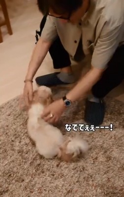 お父さんに撫でられるリロちゃん