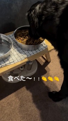器に入ったごはんを食べる犬