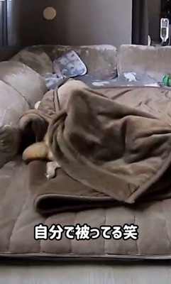 毛布に包まるころ君8