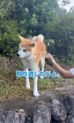 しょんぼり顔の秋田犬