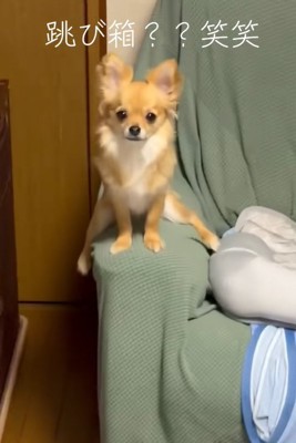 ソファーのひじ掛けにまたがる小型犬