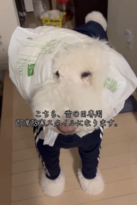 うつむき加減の犬