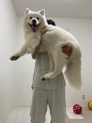 パパ