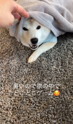 おもちゃ探しゲームをする忠太くん2