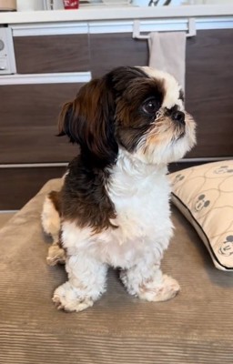 横を向いている茶々丸くん