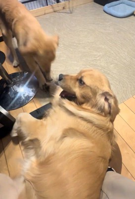 仲良くワンプロ中♪