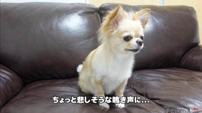飼い主さんが浮気した時のみるくちゃん3