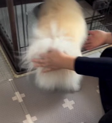 逃げる犬