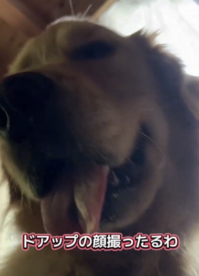 カメラに顔を寄せる犬