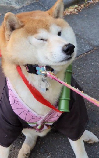 散歩をきっぱり拒否