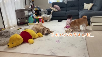 「これパパのだ!」