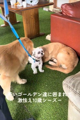 大型犬に囲まれたしろ君8