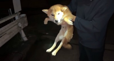 抱き上げられて静かにしている犬