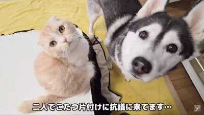 猛抗議する2匹