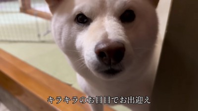 キラキラの目でお出迎え