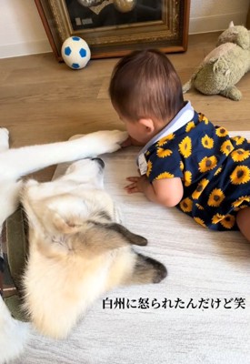 赤ちゃんの手を触る犬