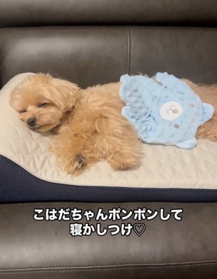 目を細める犬