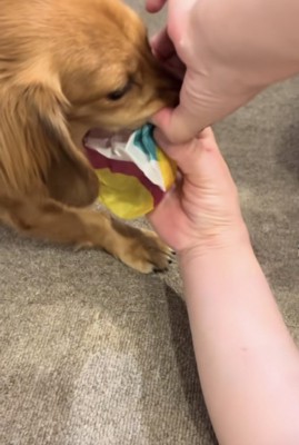 紙風船を離さない犬