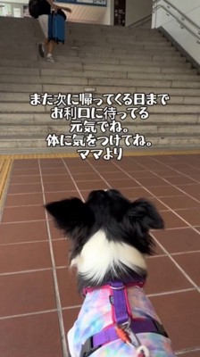 駅の階段を登る男性を見守る犬の後ろ姿