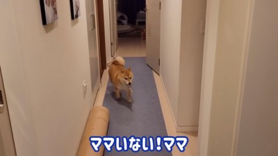 かくれんぼ中のわらびちゃん