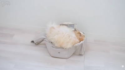 おやつを探すぽぬちゃん