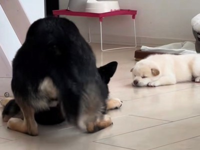 体を揺らしながら子犬に寄っていく犬