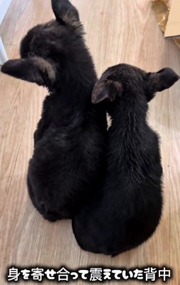 ゴミ箱に捨てられていた子犬