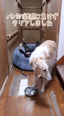 パパさんを踏み越えて、おやつゲット