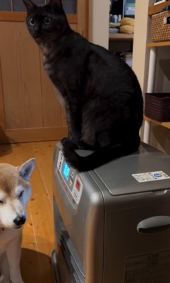 ヒーターの周りに集合する茶々ちゃんたち3