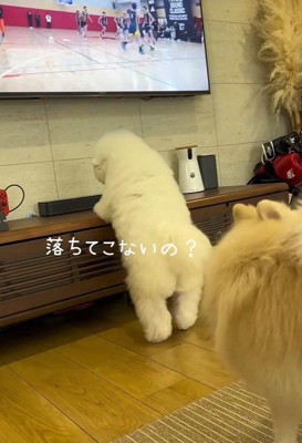 ボールがないか確認